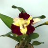 Cattleya varut x cattleya mari's song 2
